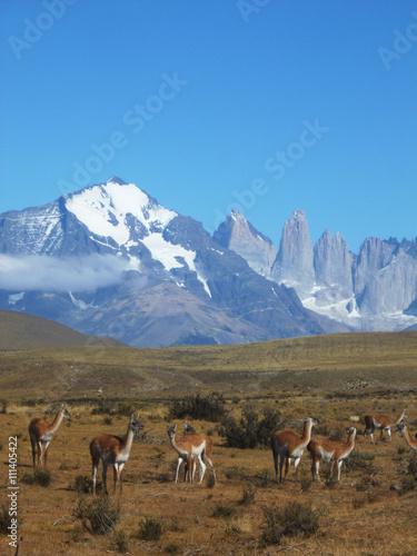 Guanaco in the grass in Torres del Paine National Park