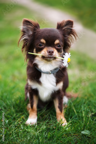 adorable chihuahua dog holding a flower outdoors in summer