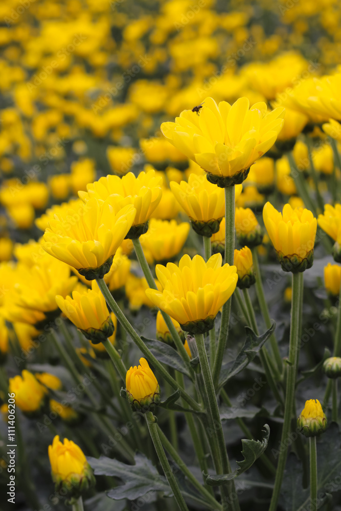 Beautiful yellow flowers