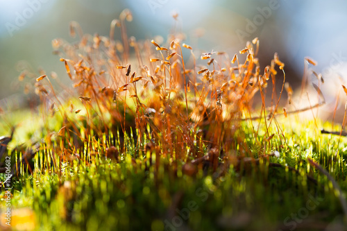 Moss seeds on thw grwwn grass