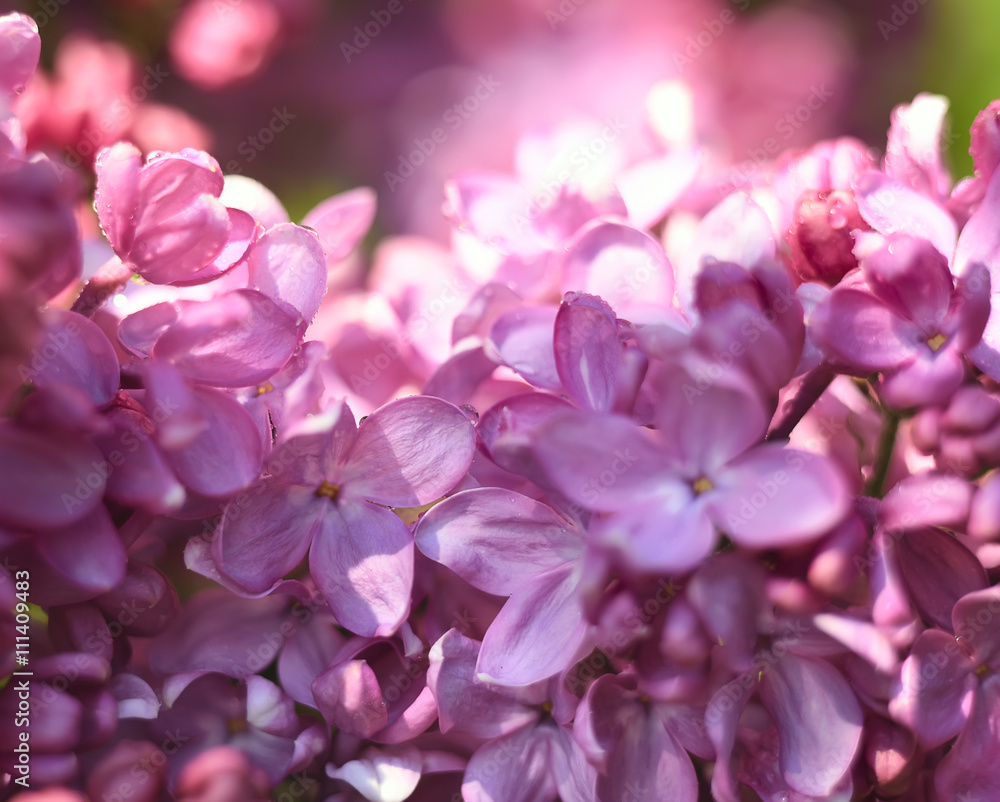 soft lilac, pink flowers lilac kurypnm-up with dew drops, art beautiful bokeh and shimmers in the light drops.
