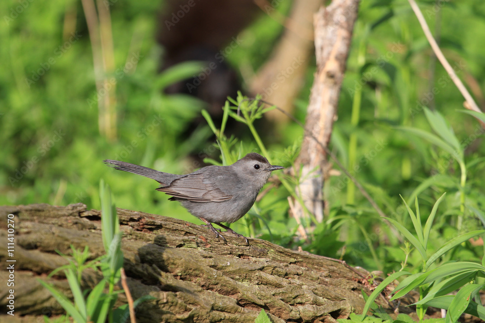 Gray Catbird perched on dead log in early morning sun Gray Catbird perched on dead log in early morning sun