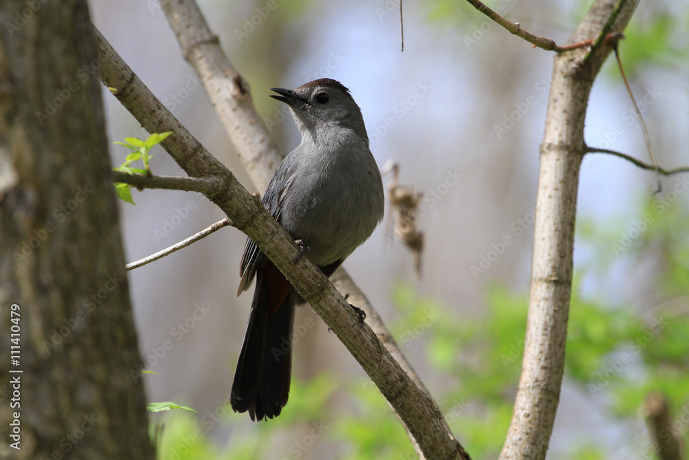 Gray Catbird perched on branch in early morning Gray Catbird perched on branch in early morning