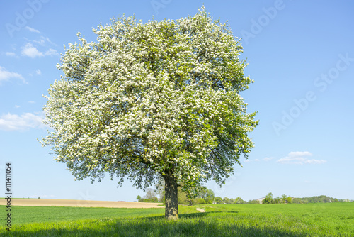 fruit tree at spring time