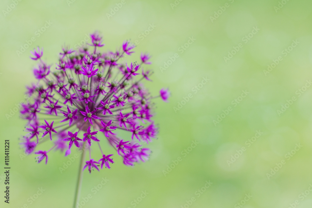 Obraz premium Spring flower macro