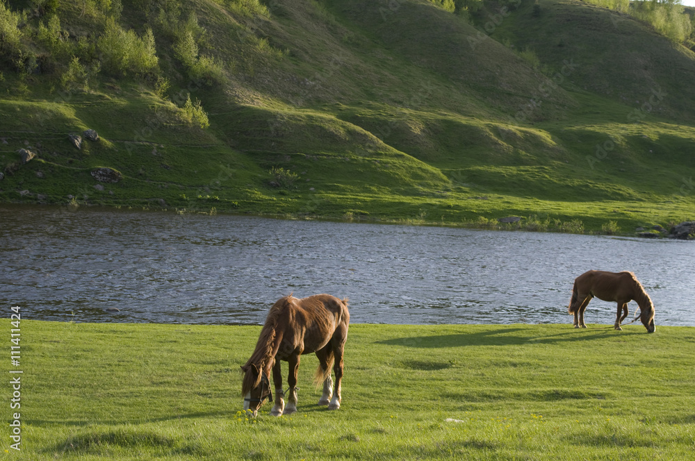 Naklejka premium horses grazing near water