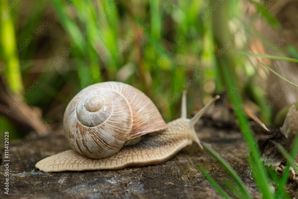 Burgundy snail (Helix, Roman snail, edible snail, escargot) craw Burgundy snail (Helix, Roman snail, edible snail, escargot) craw