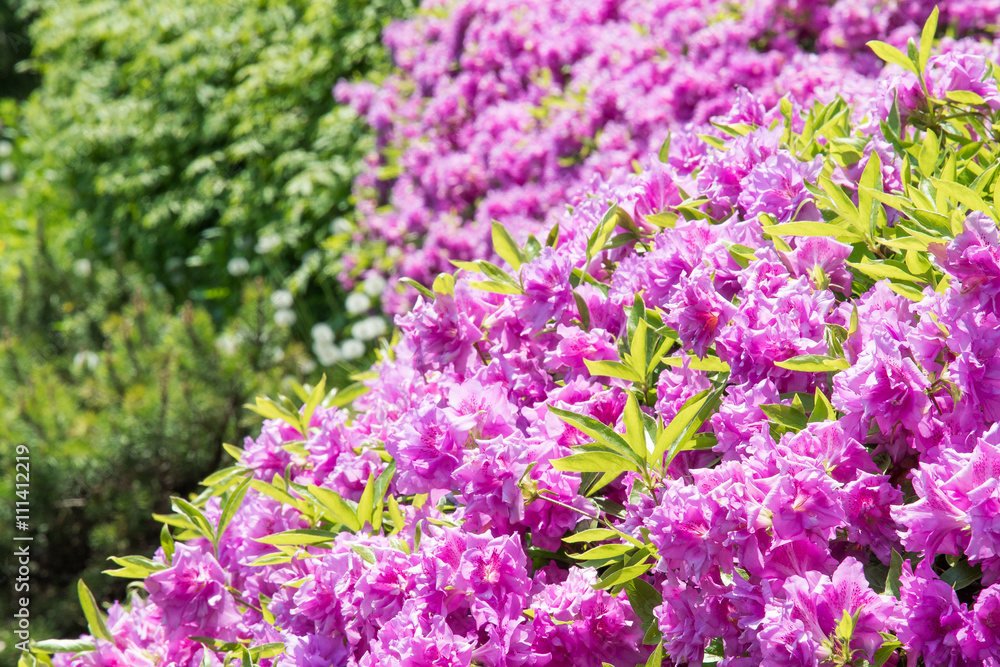 日本庭園のツツジ / Azaleas 日本庭園のツツジ / Azaleas