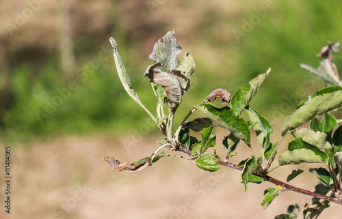 apple leaves  infected and damaged by fungus disease powdery mildew