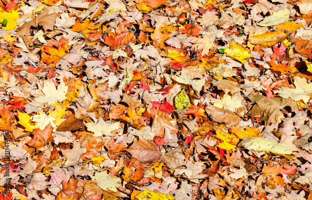 Colorful background of fallen autumn leaves Colorful background of fallen autumn leaves