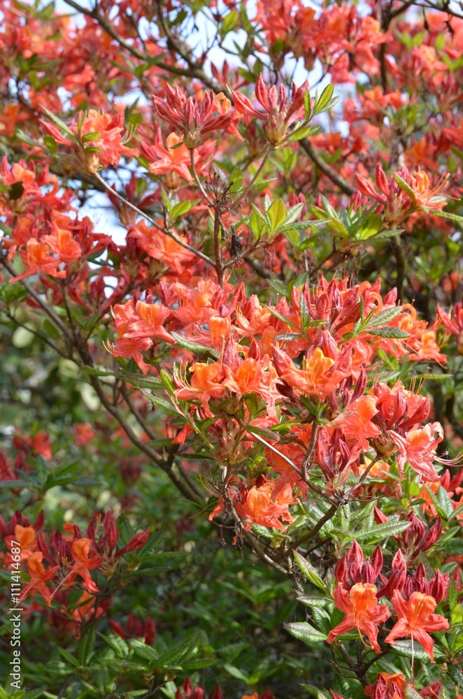 Alte Azalee blüht orange im Garten Alte Azalee blüht orange im Garten