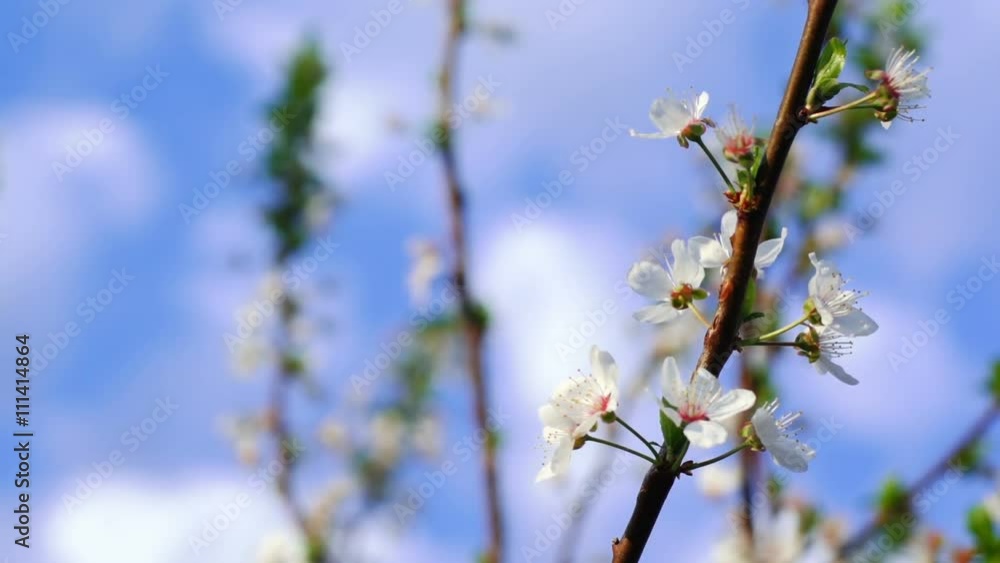Super 35mm camera - Cherry tree flower blooming in spring
Super 35mm camera - Cherry tree flower blooming in spring