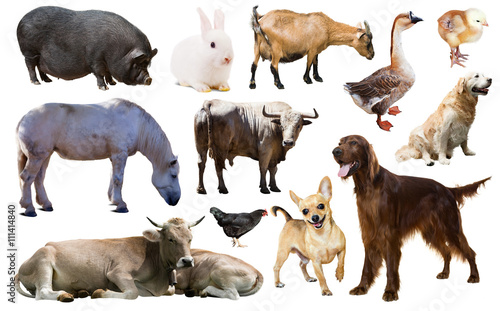  farm animals. Isolated over white