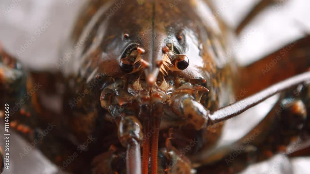 Water being poured on lobster. Lobster moving his eyes. Now that was