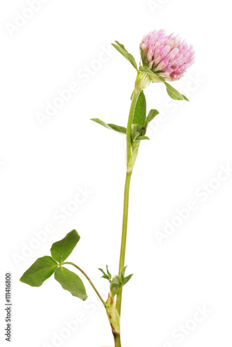Branch with leaves and flower clover isolated on white background.