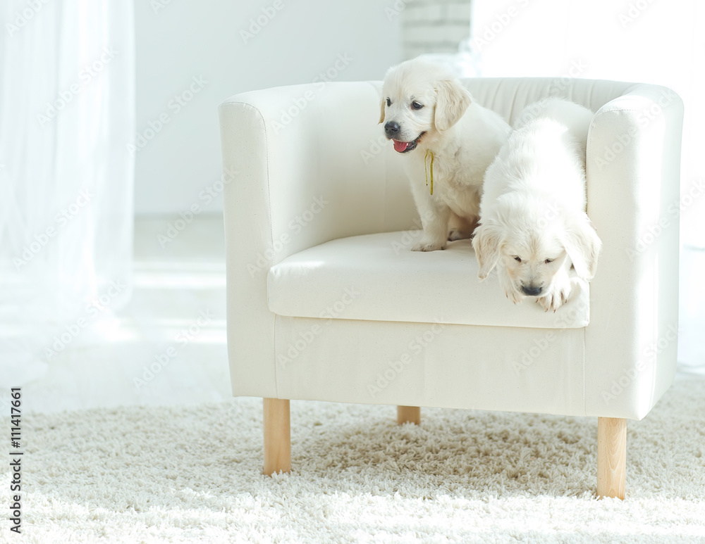 Labrador puppies at home Labrador puppies at home