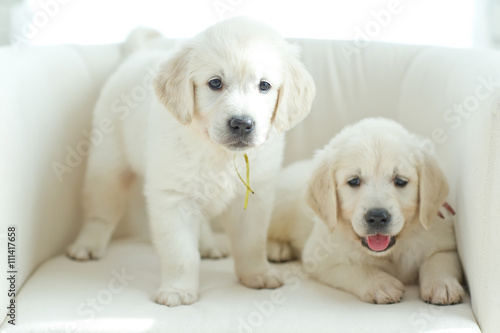 Labrador puppies at home