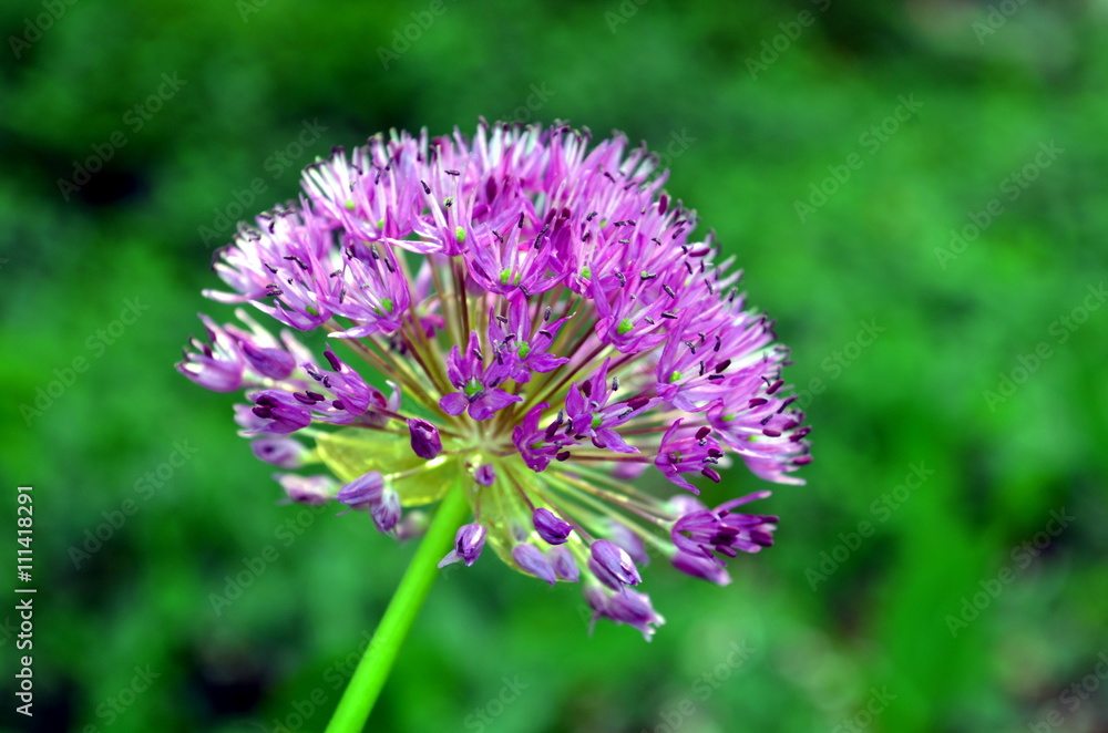Allium Purple Sensation flower Reddish violet balls Allium Purple Sensation flower Reddish violet balls