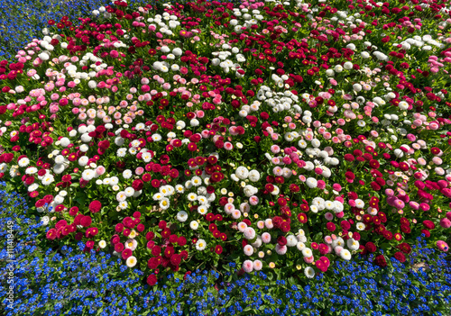 Fototapeta Naklejka Na Ścianę i Meble -  Blumenbeet mit Tausendschön 