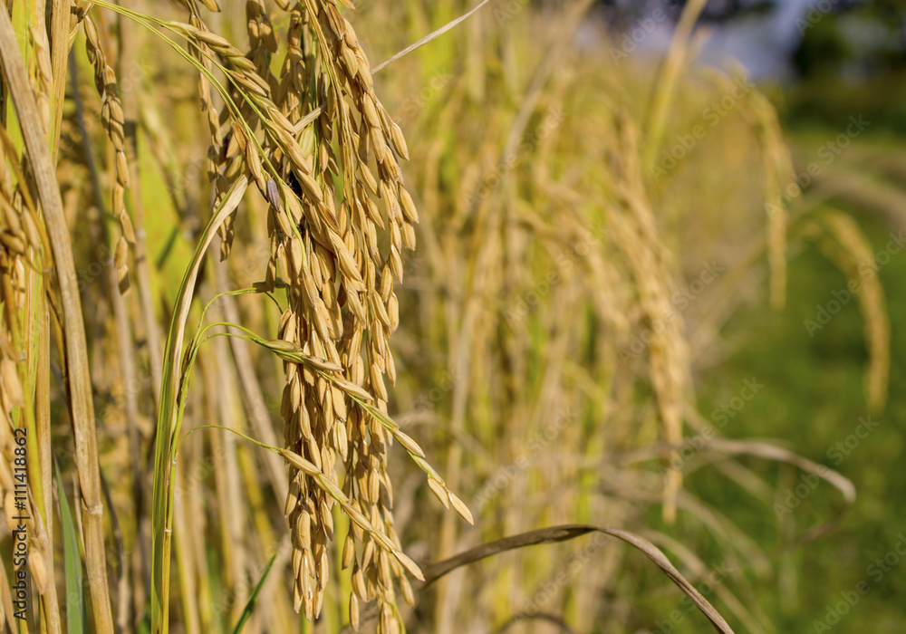 Fototapeta premium rice field