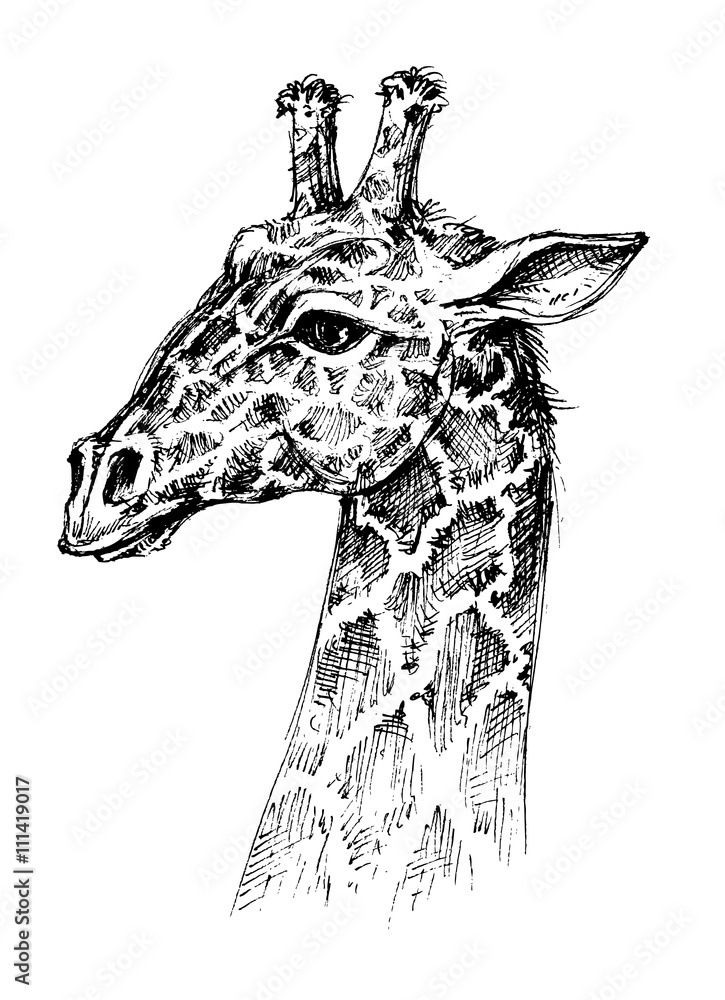 Obraz premium Giraffe head