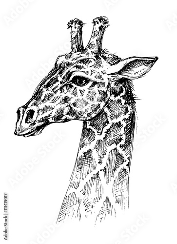 Giraffe head photo