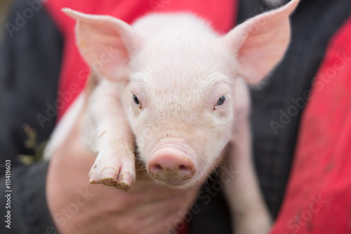 farmer holding young pig