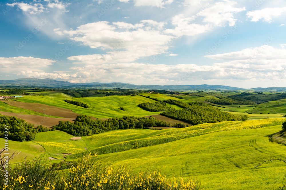 Scenic landscape with green hills, tree and yellow flowers in fo