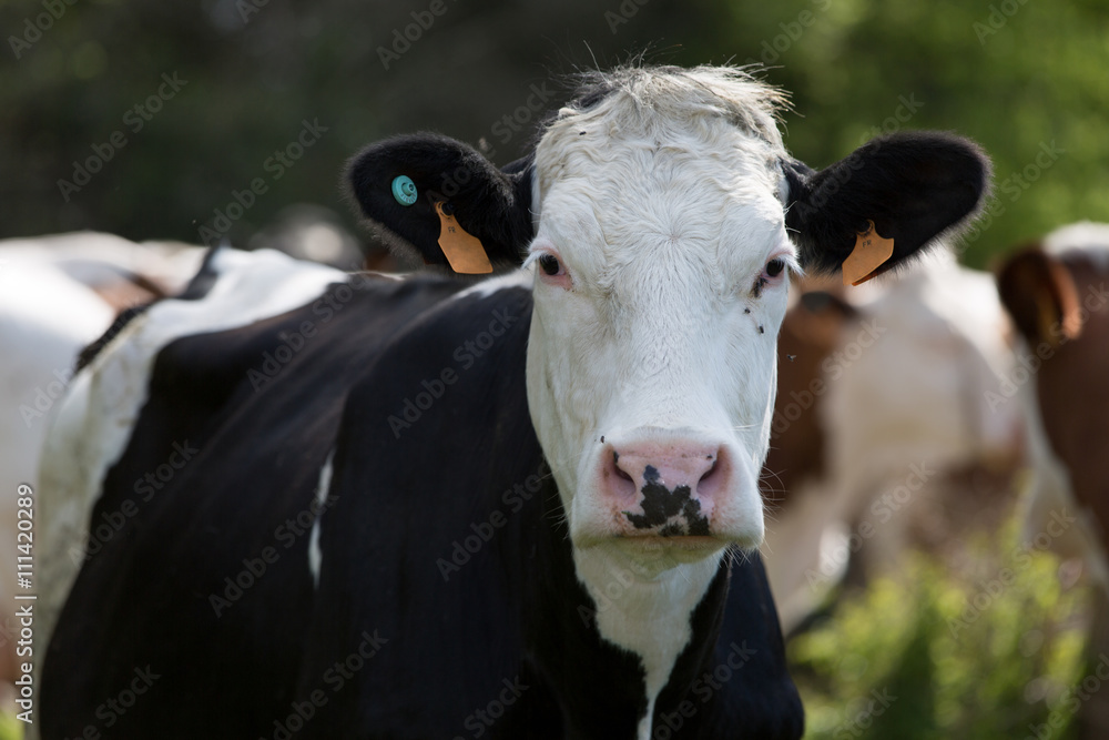 cows in field