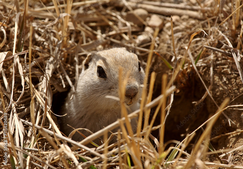 Gopher peaking out of burrow in spring Gopher peaking out of burrow in spring