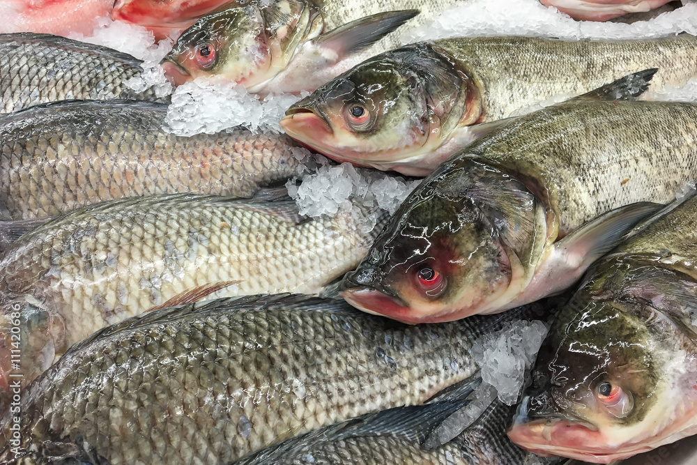 frrsh fish on ice frrsh fish on ice