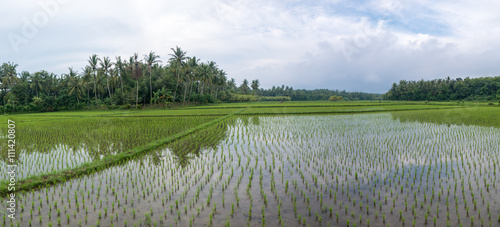 Green rice fields with water on Bali island, Near Negara city, I
