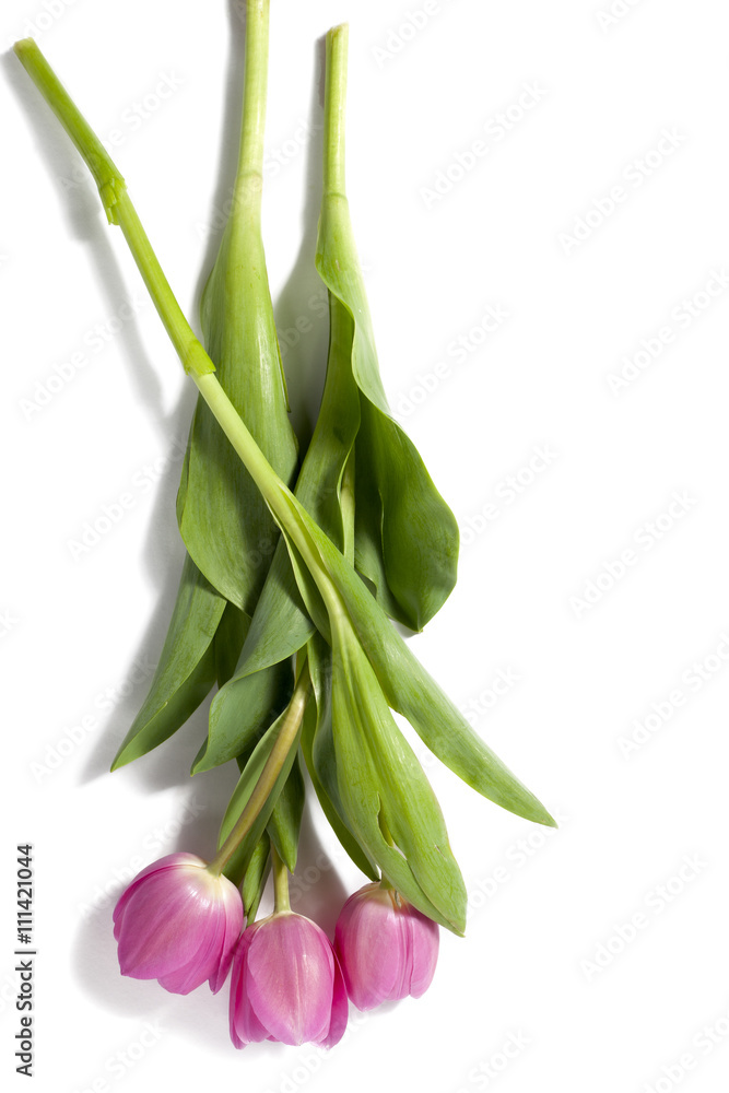 Fototapeta premium beautiful pink tulips
