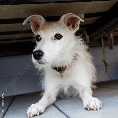 Jack Russell Terrier © Fotoluminate LLC