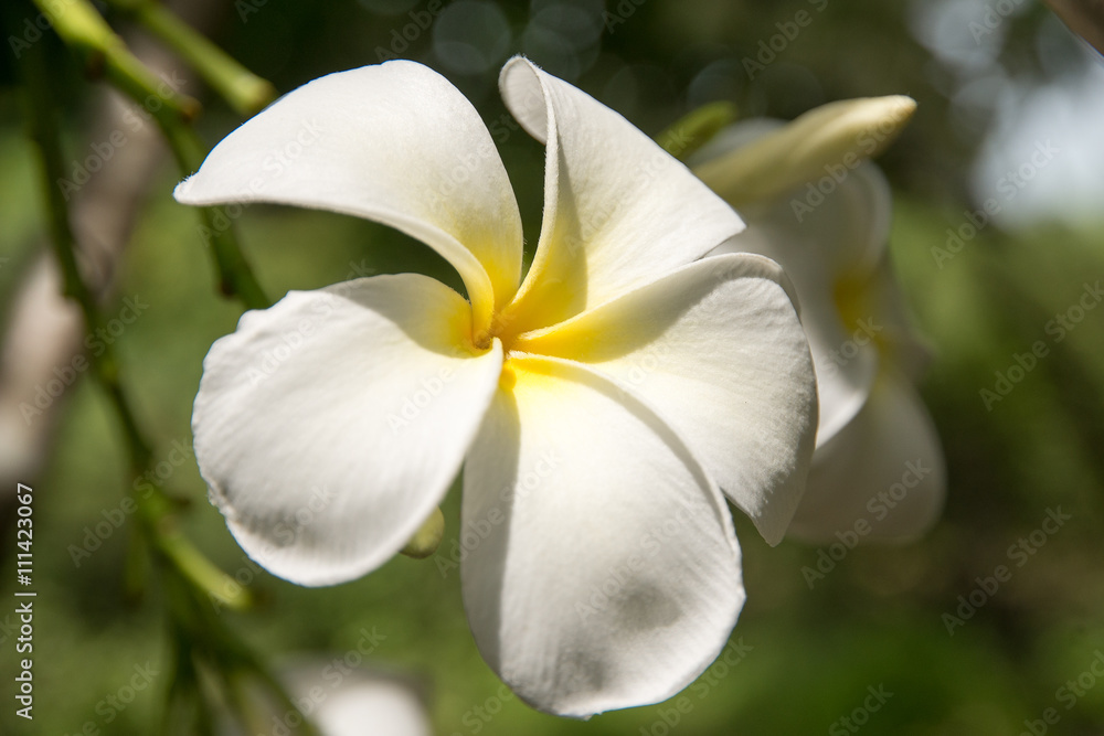 Fototapeta premium plumeria white