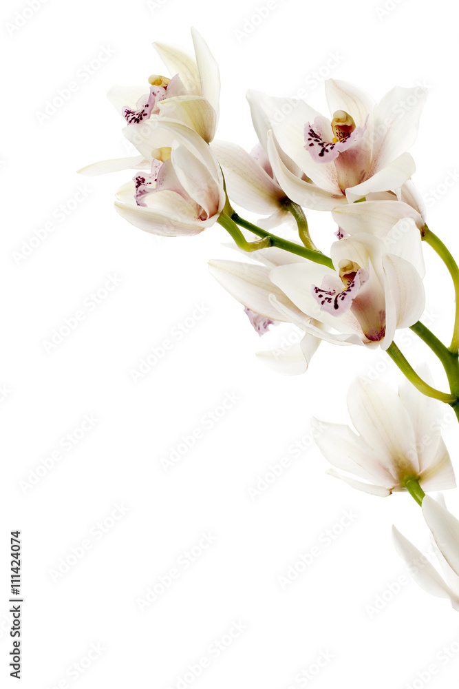Naklejka premium pink orchids on a white background