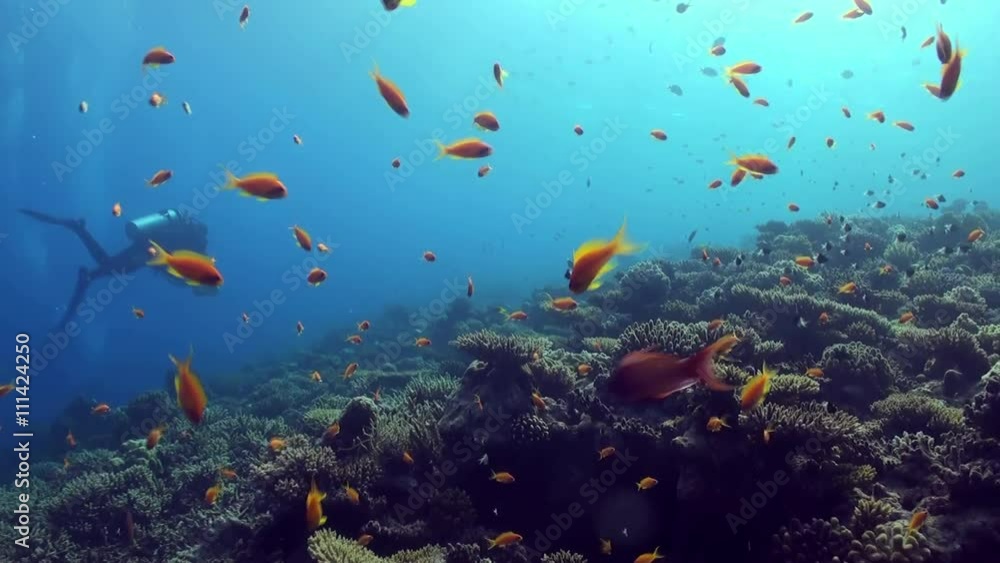 Underwater shot of teaming hard tropical coral reef top in Red Sea and floating around small colorful fish. Amazing, beautiful marine life world of sea creatures. Scuba diving and tourism. Underwater shot of teaming hard tropical coral reef top in Red Sea and floating around small colorful fish. Amazing, beautiful marine life world of sea creatures. Scuba diving and tourism.