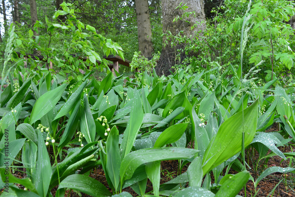 Obraz premium Цветы,растения.