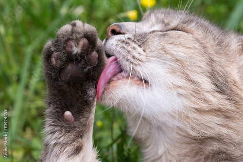 A cat licking its paw lying on the grass