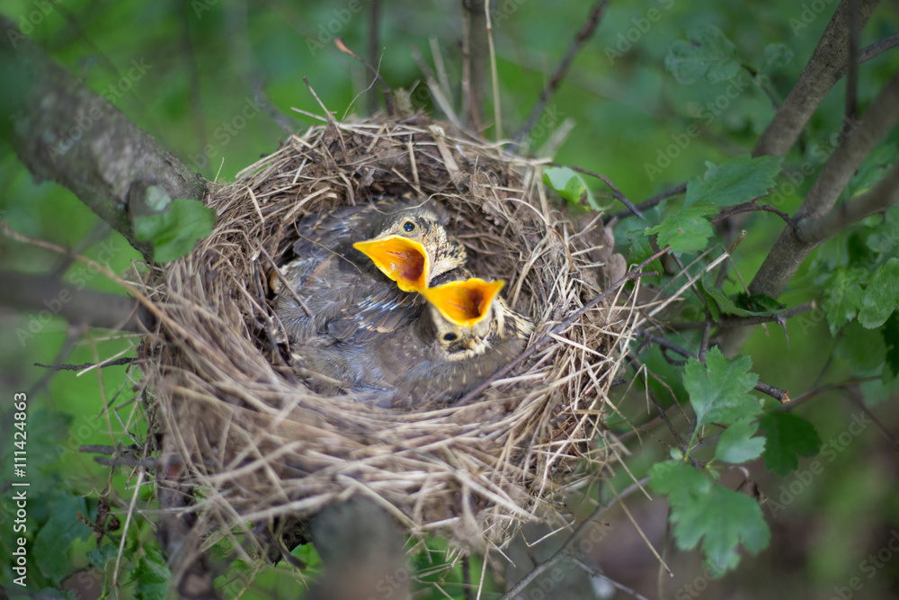 Bird's nest. Bird's nest.