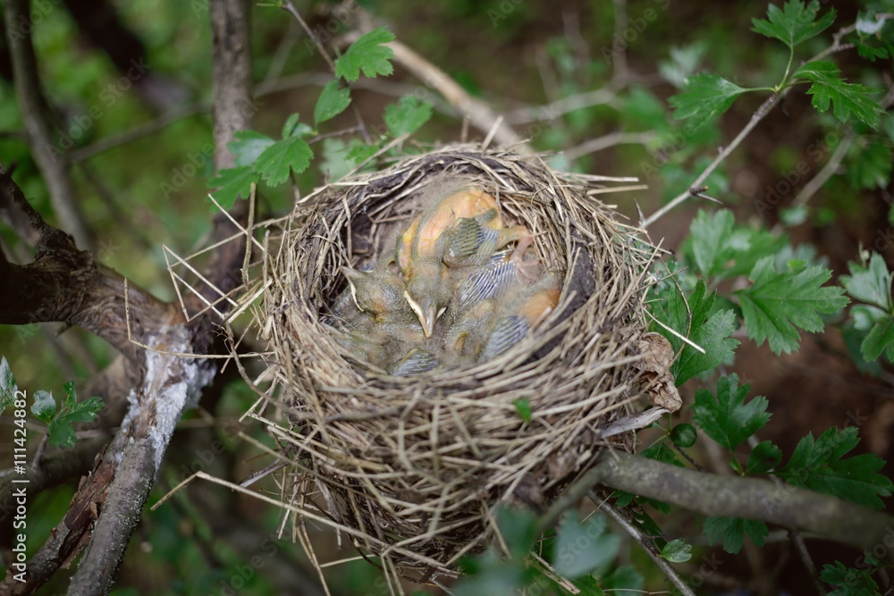 Bird's nest. Bird's nest.