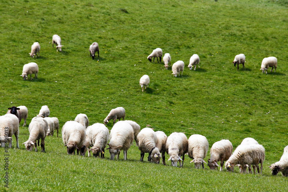 Fototapeta premium Sheep herd in a green meadow. Spring fields and meadows