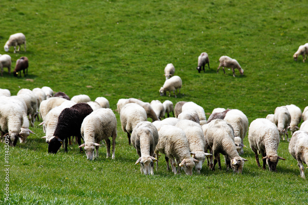 Sheep herd in a green meadow. Spring fields and meadows