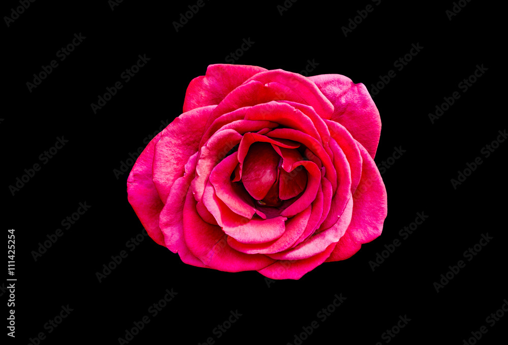 Fototapeta premium Red rose flower isolated on a black background