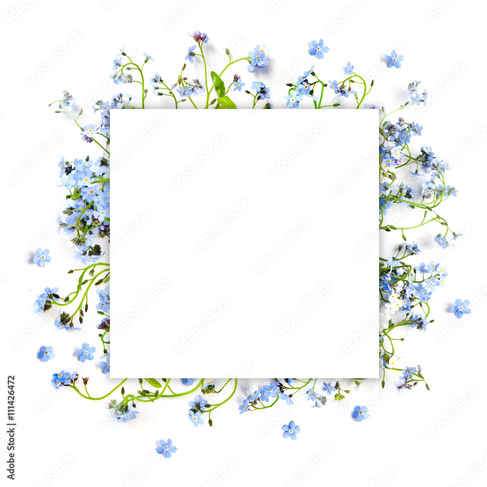 Forget-me-not blue forest flowers - nature square background Forget-me-not blue forest flowers - nature square background