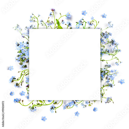 Forget-me-not blue forest flowers - nature square background