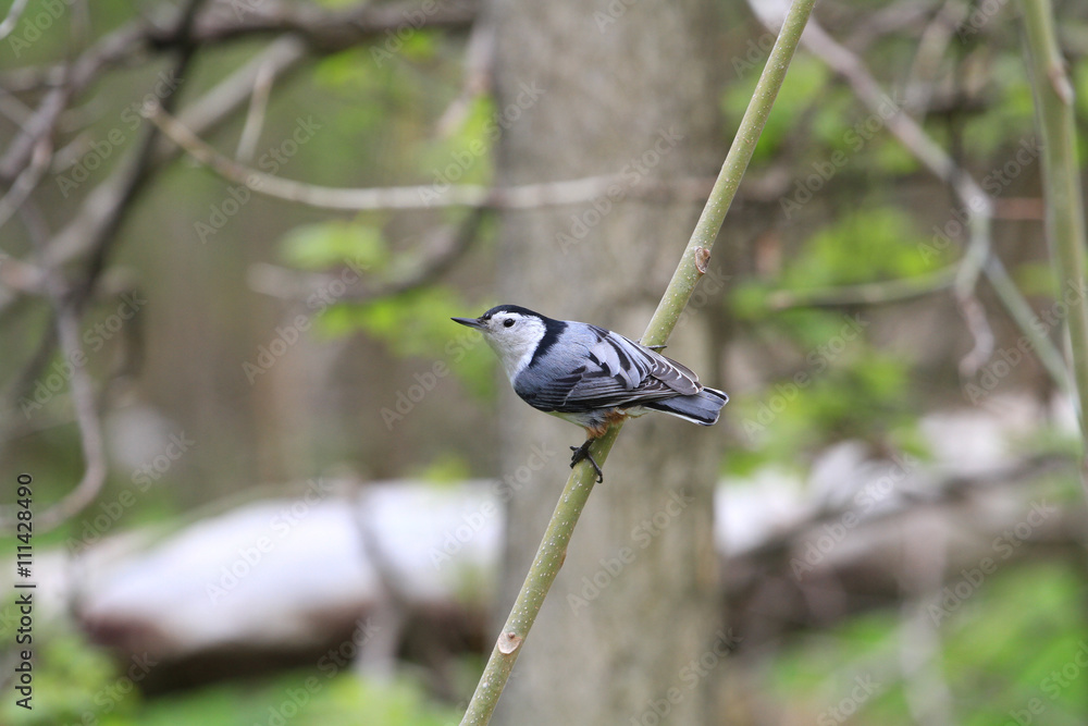 Obraz premium White-breasted Nuthatch perched on branch in morning