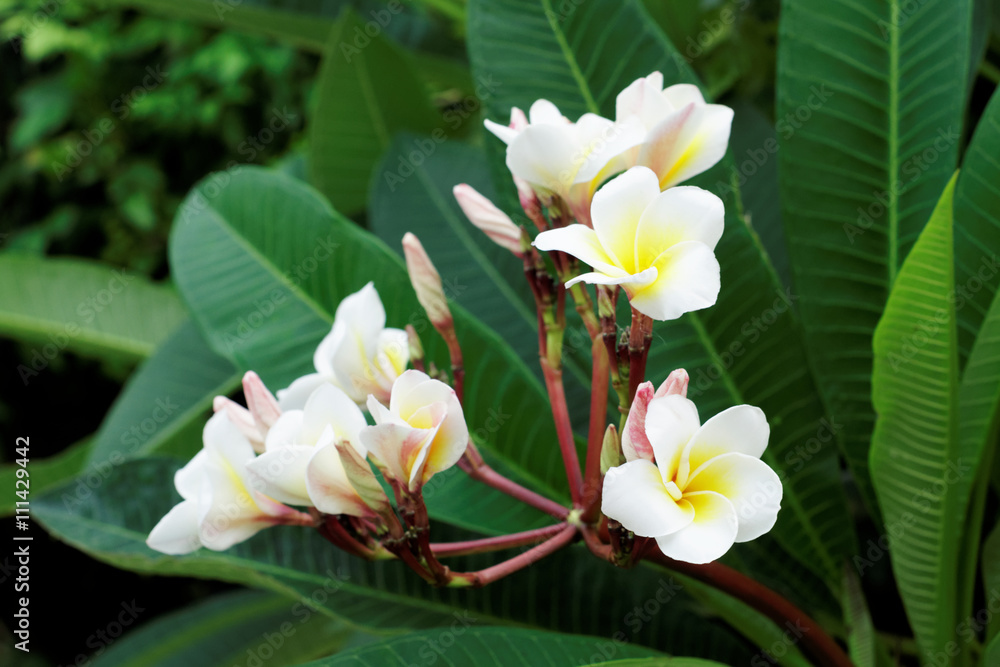 Fototapeta premium white Plumeria or Frangipani flowers. blossom of tropical tree