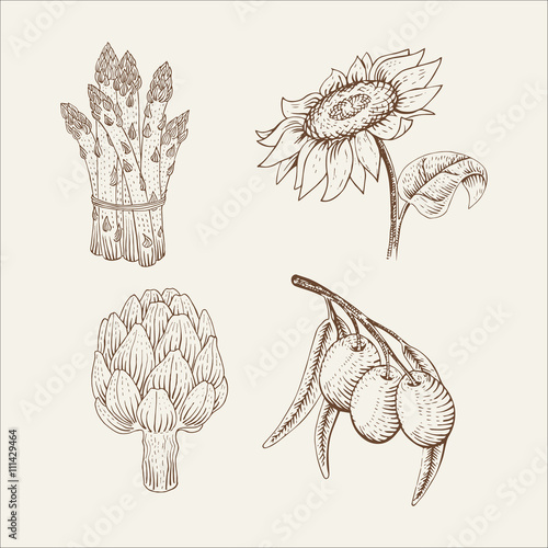 Set of vegetables: sunflower, olive, asparagus, artichoke in woodcut style.