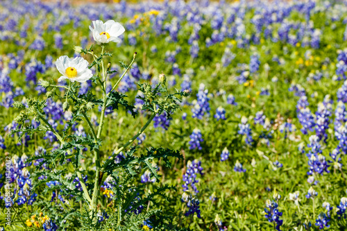 White Poppy Wildflowers